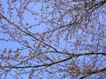 2sakura080413SANY0066_u1.jpg