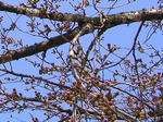 2sakura080413SANY0066_u2.jpg