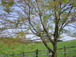 2sakura080429SANY0001_u1.jpg