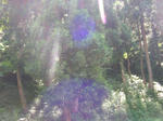 2sugi080810SANY0197u1.jpg
