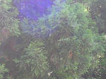2sugi080810SANY0197u2.jpg