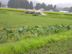 2satoimo20080815SANY0243u1.jpg