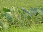 2satoimo20080815SANY0243u2.jpg