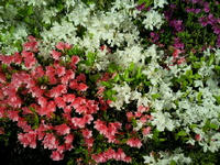 201005030318000.jpg