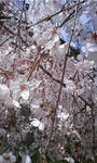 枝垂れ桜