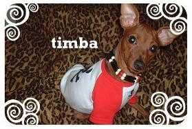 timba.jpg