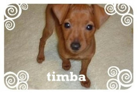 timba2.jpg