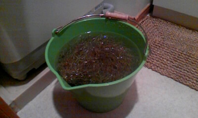 ウスネオイデス