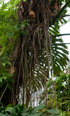 モンステラ気根がいっぱい