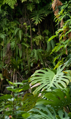 ジャングルとモンステラ