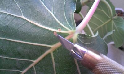 カイガラムシを討ち取った図