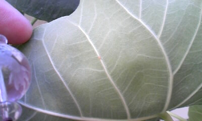 葉の裏に潜むカイガラムシ