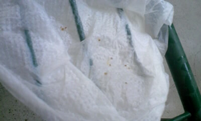 成敗されたカイガラムシ