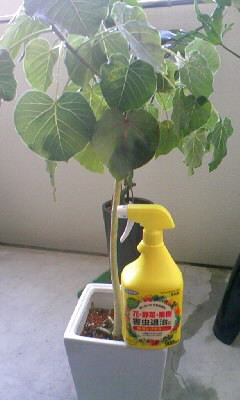 カダンスプレーEX