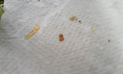 カイガラムシの本陣