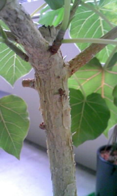 ペティオラリスの表皮