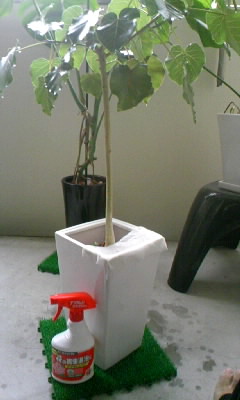 ベニカDを掛けたペティオラリス