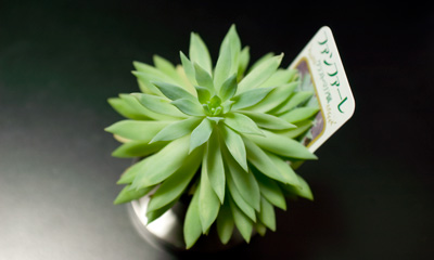 ファンファーレ