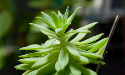 ファンファーレ