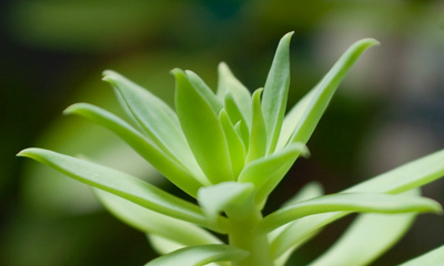 ファンファーレ