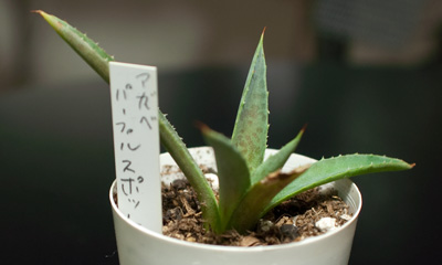 アガベ・パープルスポット