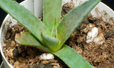 アガベ・パープルスポット