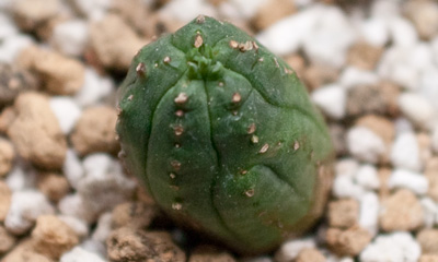 オベサボンテン