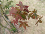 IMG_0711.JPG