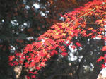 IMG_1186.JPG