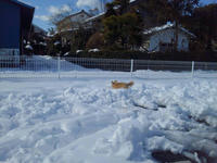 ナナと雪1
