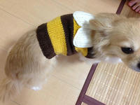 hachi1