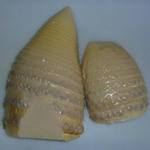 seasoningbambooshoot-2.JPG
