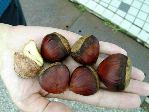 Marron