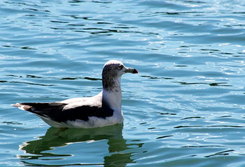 Seagill