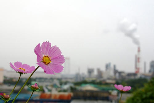 Industory_and_Flower