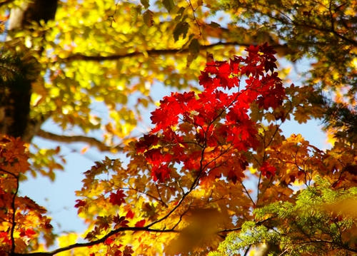 Maple