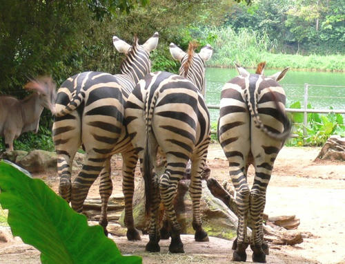 Zebra