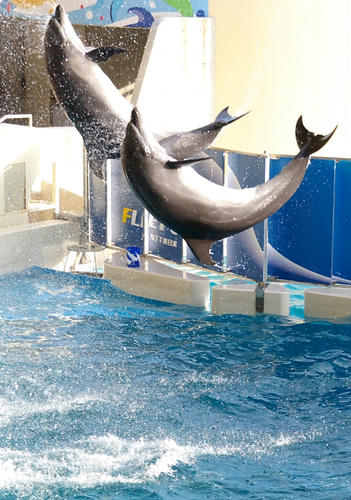 dolphin