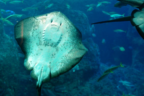 ray