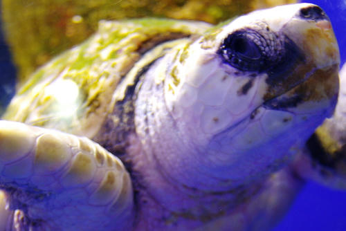 sea_turtle