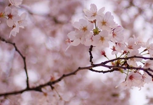 Sakura02