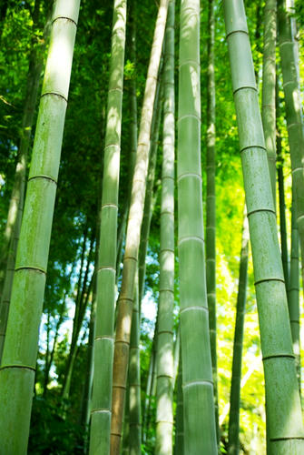 bamboo