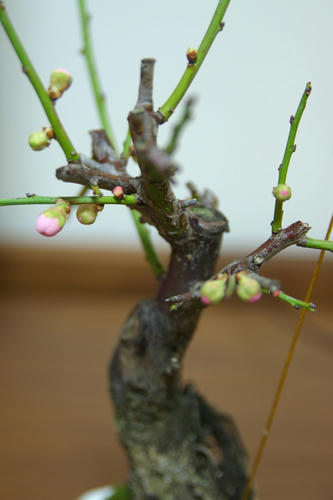 Ume01