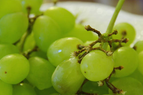 fruit