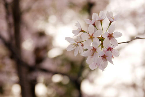 cherry