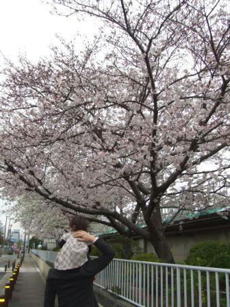 sakura.JPG