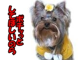 にほんブログ村 犬ブログ ヨークシャーテリアへ