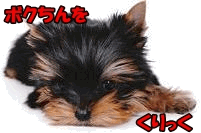 にほんブログ村 犬ブログ ヨークシャーテリアへ