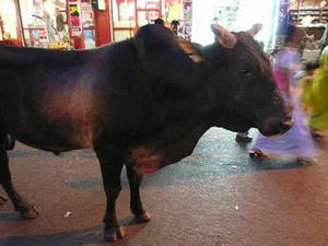 070901_varanasi_ushi.JPG