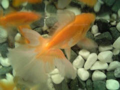 070930_kingyo1.jpg